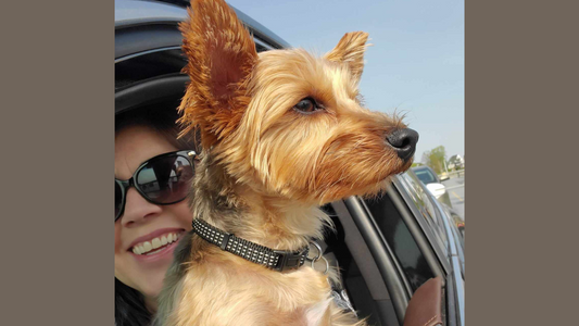 Felix the Yorkie with his first Pupcup from Startbucks.