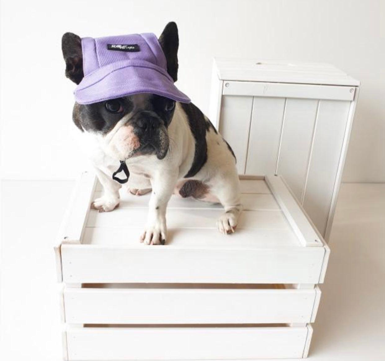 Pets Cap Purple-1