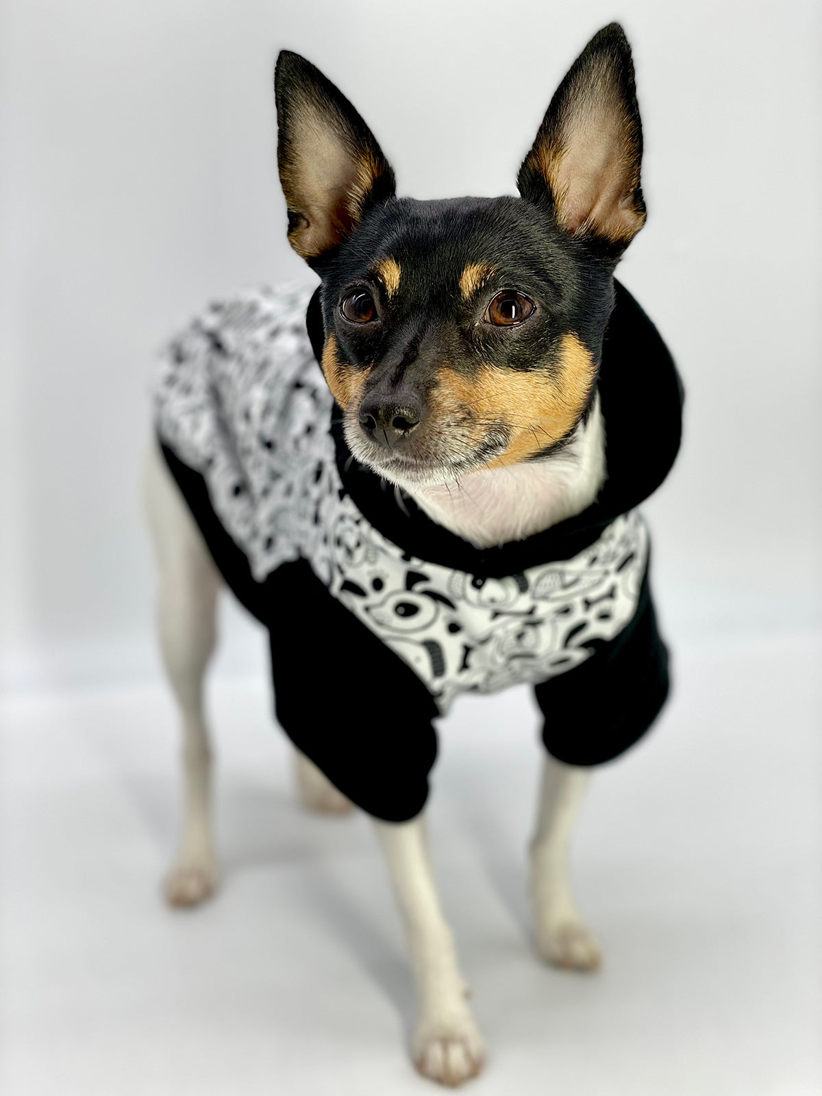 DCNY: Iconic "Pup Art" Designer Dog Hoodie-1